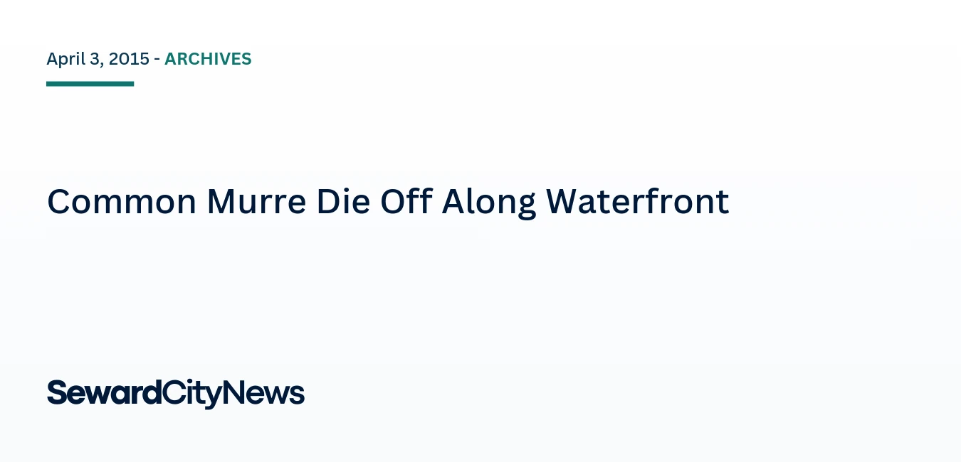 Common Murre Die Off Along Waterfront